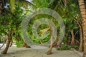 Palm leaves. Tropical forest on the island in Indian ocean. Beautiful landscape of humid tropical jungle. Tropical forest