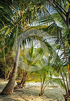 Palm leaves. Tropical forest on the island in Indian ocean. Beautiful landscape of humid tropical jungle. Tropical forest