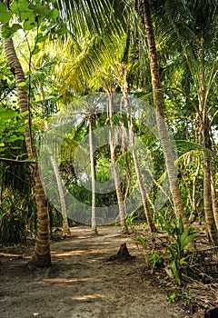 Palm leaves. Tropical forest on the island in Indian ocean. Beautiful landscape of humid tropical jungle. Tropical forest