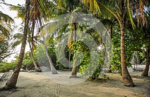 Palm leaves. Tropical forest on the island in Indian ocean. Beautiful landscape of humid tropical jungle. Tropical forest