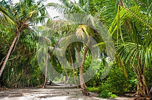 Palm leaves. Tropical forest on the island in Indian ocean. Beautiful landscape of humid tropical jungle. Tropical forest