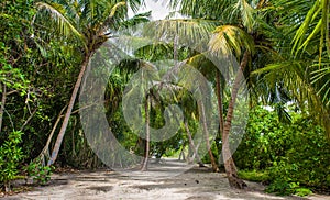 Palm leaves. Tropical forest on the island in Indian ocean. Beautiful landscape of humid tropical jungle. Tropical forest