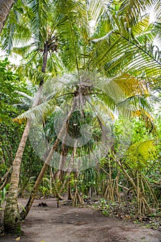 Palm leaves. Tropical forest on the island in Indian ocean. Beautiful landscape of humid tropical jungle. Tropical forest