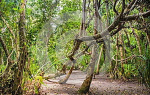 Palm leaves. Tropical forest on the island in Indian ocean. Beautiful landscape of humid tropical jungle. Tropical forest