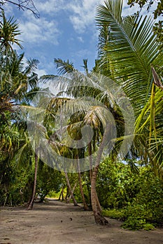 Palm leaves. Tropical forest on the island in Indian ocean. Beautiful landscape of humid tropical jungle. Tropical forest