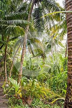 Palm leaves. Tropical forest on the island in Indian ocean. Beautiful landscape of humid tropical jungle. Tropical forest