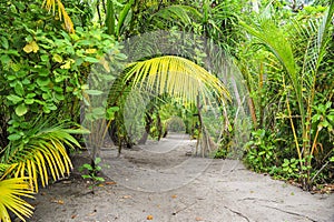 Palm leaves. Tropical Forest on the island in Indian ocean. Beautiful landscape of humid tropical jungle. Tropical forest photo