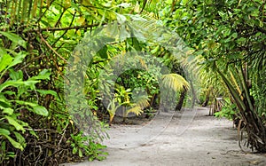 Palm leaves. Tropical Forest on the island in Indian ocean. Beautiful landscape of humid tropical jungle. Tropical forest photo