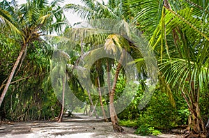 Palm leaves. Tropical forest on the island in Indian ocean. Beautiful landscape of humid tropical jungle. Tropical forest photo