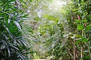 Palm leaves tropical jungle. Background green leaves, plant of leaf green jungle nature, abstract dark background and wallpaper,