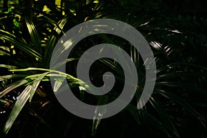 Palm leaves tropical jungle. Background green leaves, plant of leaf green jungle nature, abstract dark background and wallpaper,