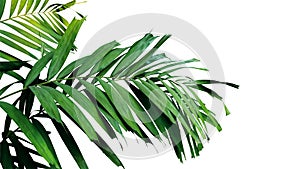 Palm leaves, tropical rainforest foliage plant isolated on white