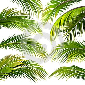 Palm leaves. Vector