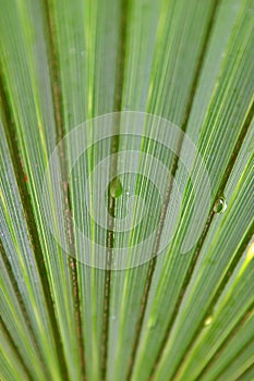 Palm leaves water droplets