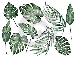 Palm leaves in watercolor style isolated on white background.