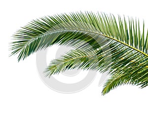 Palm Leaves on white background