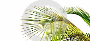 Palm leaves on a white background.