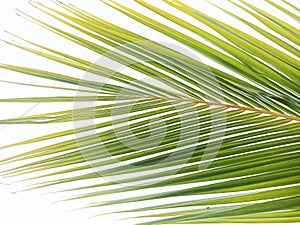 Palm leaves on white background. Tropical green leaf pattern of palm tree on white backgrounds photo