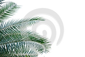 Palm leaves on white isolated background for green foliage backdrop