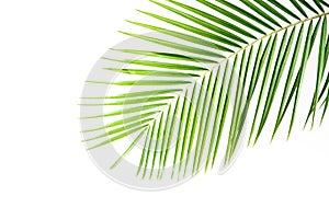 Palm leaves on a white wall.Green leaves of palm tree