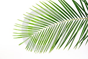 Palm leaves on a white wall.Green leaves of palm tree