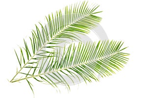 Palm leaves on a white wall.Green leaves of palm tree