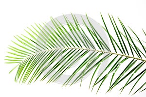 Palm leaves on a white wall.Green leaves of palm tree