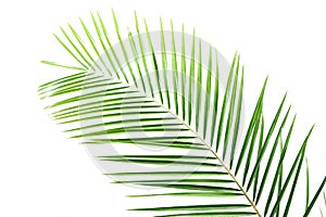 Palm leaves on a white wall.Green leaves of palm tree