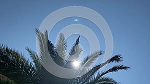 Palm leaves in the wind against the blue sky on a sunny summer day.