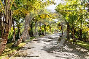 Palm lined road in Las Terrenas, Dominican Republ