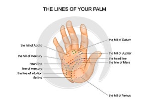 Palm lines. palmistry