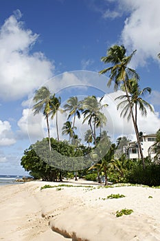 Palm on the luxury beach