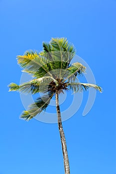 Palm at Magens Bay in St Thomas