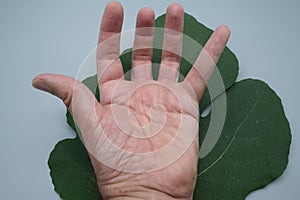The palm of man& x27; s hand on top of a fig leaf