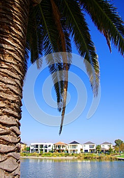 Palm At Mawson Lakes