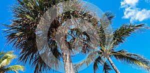 Palm in Miami