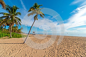 Palm on Miami beach on a sunny day, Miami, Florida, United States of America