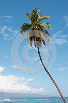 Palm near the ocean coast