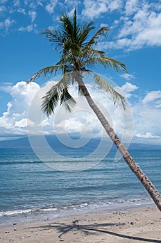 Palm near the ocean coast