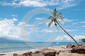 Palm near the ocean coast