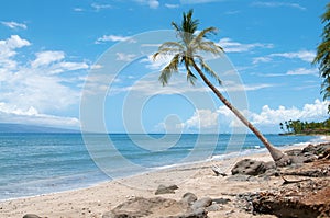 Palm near the ocean coast