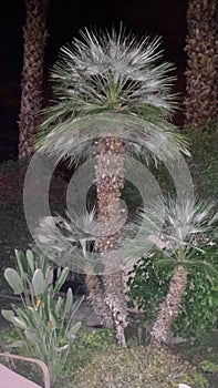 Palm @Night