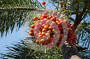 Palm nut tree