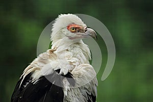 Palm-nut vulture