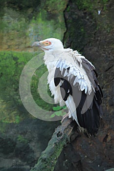 Palm-nut vulture