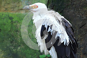 Palm-nut vulture