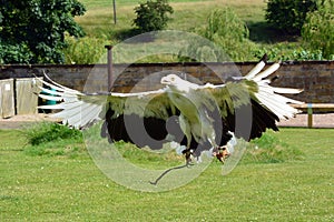 Palm nut Vulture