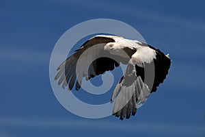 Palm-nut vulture in flight