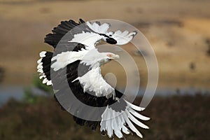 Palm-nut vulture