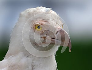 The palm-nut vulture Gypohierax angolensis